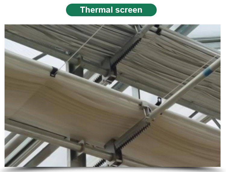 Multi-Span Agricultural Greenhouses for Sustainable Fruits and Vegetables Cultivation