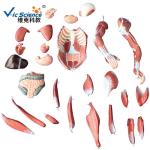 Medical Science Male Human Muscle Anatomy 3d Model 80cm 27 Parts VIC-334
