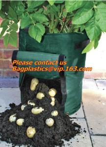 Quality vegetables, fruits, seeds, bedding plants, tomatoes, peppers, cucumbers, tree starters, potato bag, Hydroponics Garden wholesale