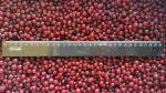 IQF Individually Quick Freezing Red Lingonberry For Jams & Jellies Making