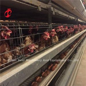 Quality Commercial Broiler Chicken Poultry Meat Battery Cage System Ada wholesale