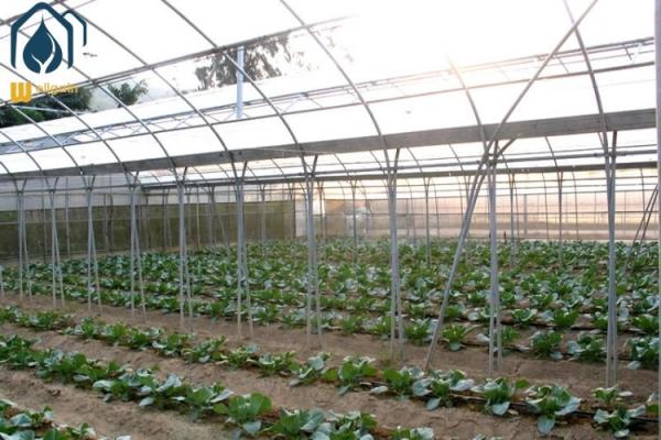 Agriculture Multi Span Poly Tunnel Greenhouse Environment Friendly For
