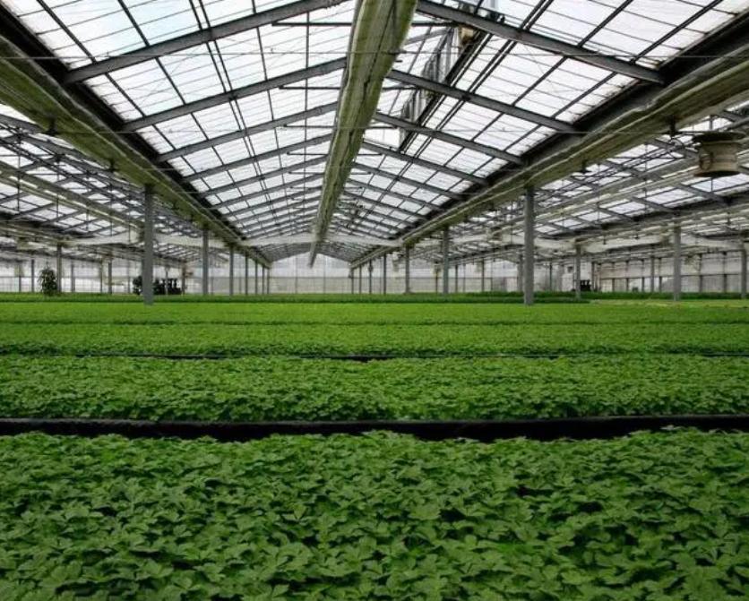 Single-Arch Photovoltaic Commercial Greenhouses