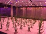 220V 380V Hydroponic Container Farm Leafy Green Growing 40HC Refrigerated