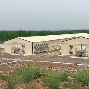 Quality Prefabricated Chicken Houses Customized Steel Poultry Shed Weather Resistance wholesale