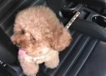 Dog Cat Pet Car Seatbelt Harness Strap Belt With Metal Hook