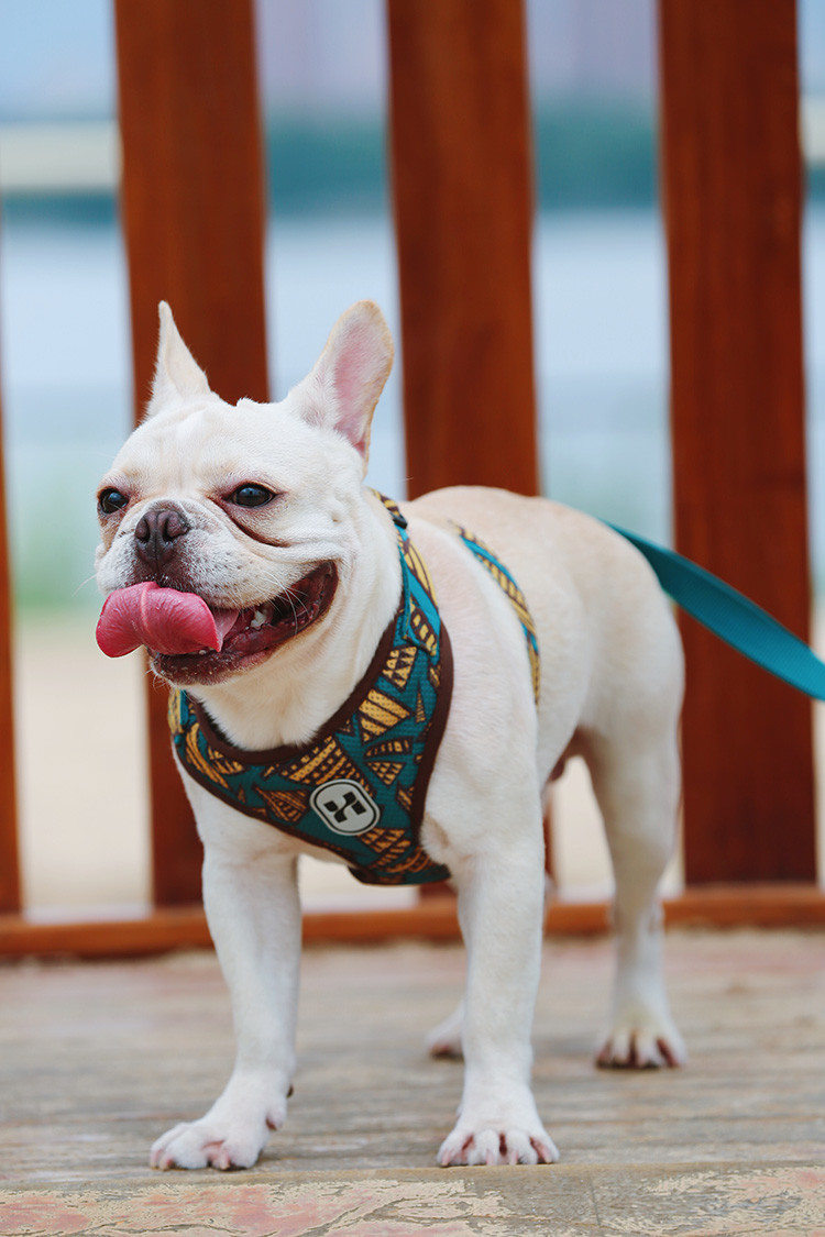Large Dog Walking Harness Vest For Car And Walking 32cm To 40cm Neck