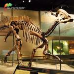 Waterproofing Jurassic World Replica Parasaurolophus Skeleton 15 meters length