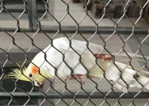 Quality Protection Parrot Aviary Mesh Environmental Enclosure Rust Resistant wholesale