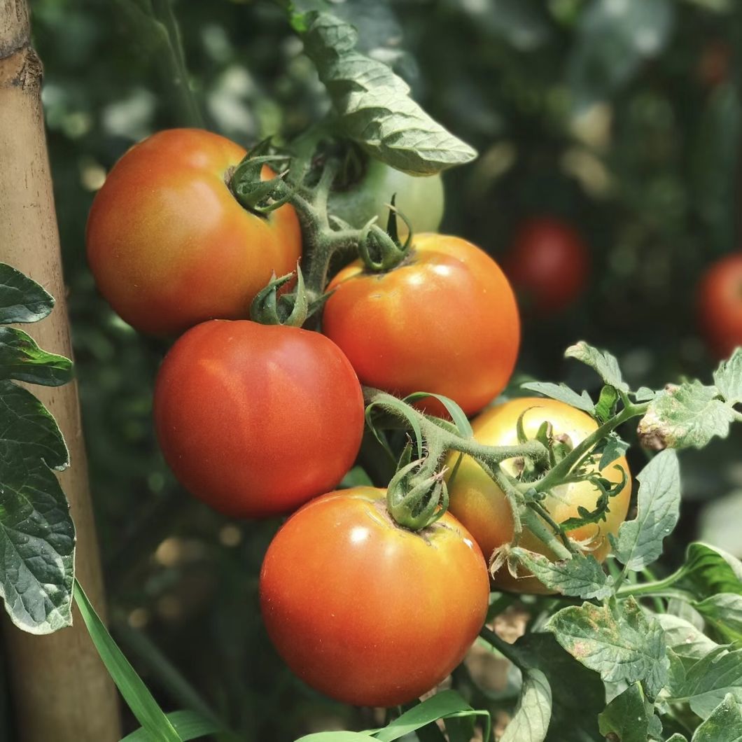 Vegetable Film Strawberry Flower Sunlight Greenhouse System