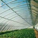 Fruit And Veggies PE Film Greenhouse Single Polyethylene Film Greenhouse