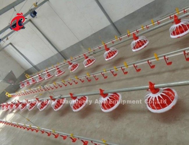 Stainless Steel Floor Type Poultry Farm Equipment Automatic Feeding And Drinking System Adela