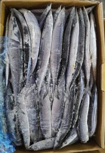 Quality 1# BQF Seafrozen Pacific Saury Fish With Bulk Packaging wholesale