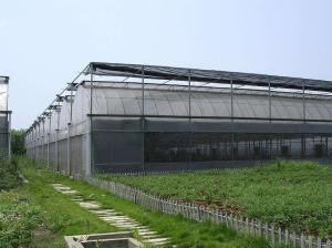 Quality Agricultural Vegetable Tunnel Multi-Span Plastic / Poly Greenhouse wholesale