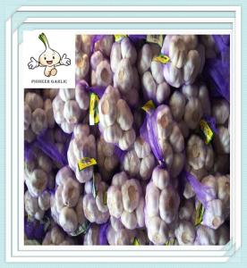 Quality Jining Garlic For Sales 3P Chinese Garlic ( FACTORY, SIZES 5.0/5.5/6.0CM) wholesale