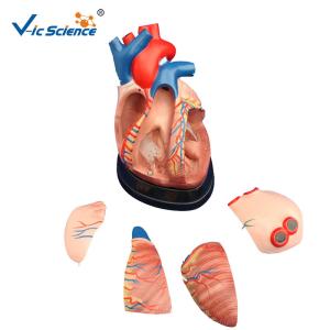 Quality CE Vic Science Middle Heart Human Anatomical Model Teachers Doctor Using wholesale