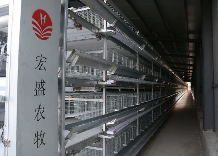 Hot Galvanized Poultry Manure Removal System For Layer Chicken Cage