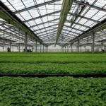 Innovative Single/Multi Span Photovoltaic Commercial Greenhouses for Sustainable