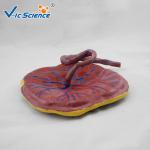Professional Human Anatomical Model Medical Placental Model Attached To