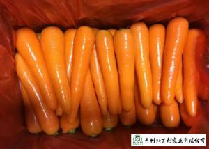 Quality HACCP / GAP Standard Fresh Organic Carrots Own Plantation Supply To Supermarket wholesale