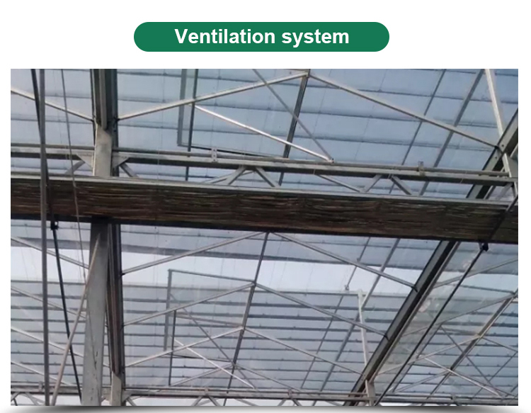 4.0m-6.0m Gutter Height Commercial Glass Greenhouse for Vegetable Flower