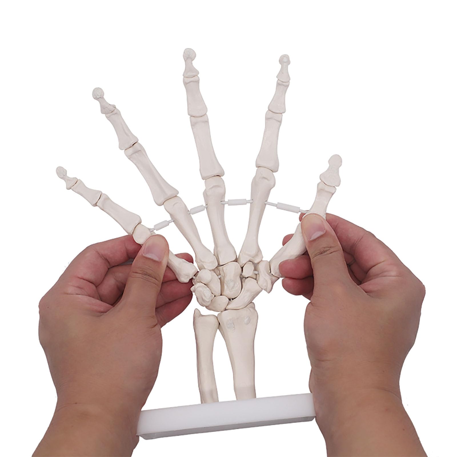 Human Life Size Finger Bone Flexible for Medical Demonstration Study Education with Base Skeleton Hand Joint Model