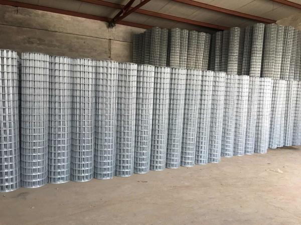 Galvanized Welded Wire Mesh,Opening 1"-4",Diameter 1.5mm-3.0mm,In Rolls For