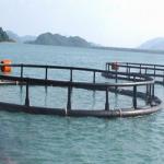 White Aquaculture Net Cage Long Working Life Eco - Friendly Feature