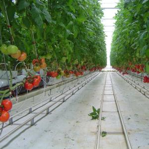 Quality UV Radiation Protection Layer 120km/H Multi Span Greenhouses wholesale