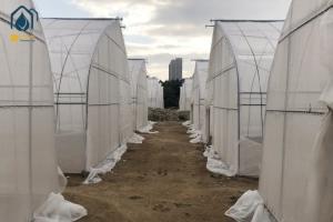 Quality Agriculture Tunnel Greenhouse Galvanized Steel Frame Single Span Greenhouse wholesale