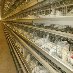 Quality Battery Cage System For Laying Hens With Hot-dip Galvanization wholesale