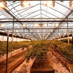 Light Dep Automated Blackout Greenhouse Black Curtain Material for Vegetable