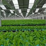 Multi-Span Arch Type PE/Po Plastic Film Photovoltaic Solar Greenhouse for