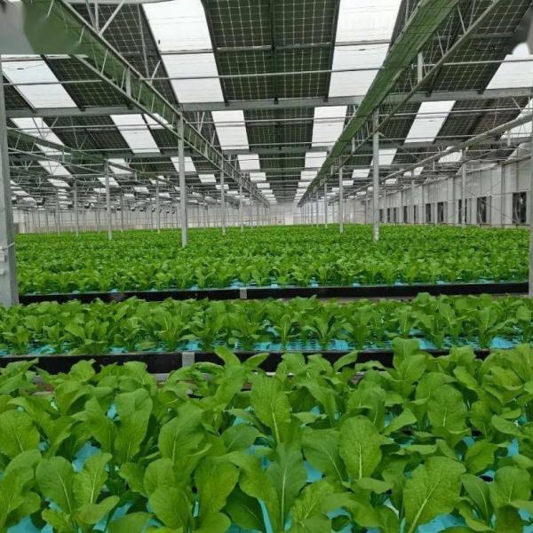 Multi-Span Arch Type PE/Po Plastic Film Photovoltaic Solar Greenhouse for