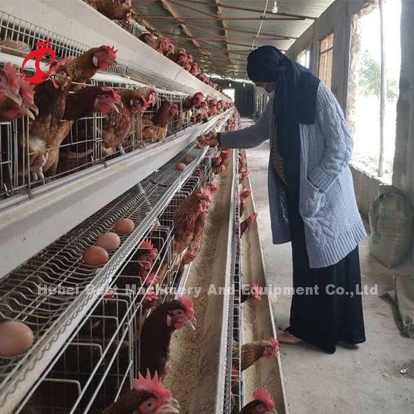 Automatic Battery Layer Cage , Poultry Farming Cage Nigeria Lagos Sandy