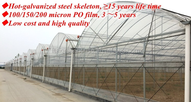 Agricultural Greenhouse Ltd. Presents Large Vertical Hydroponic System for Lettuce