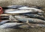 3ppm Histamine Seafrozen 500g 700g Fresh Bonito Tuna