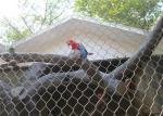 304/316 SS Aviary Wire Netting Ferruled / Knotted Rope Mesh SGS Listed