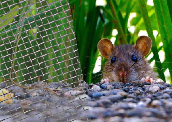 Cheap Durable Corrosion Resistant Stainless Steel Welded Mesh Rodent Proof for sale