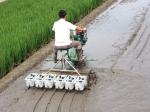 Rice seed planter