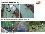 Weed Control Mulch Film, Agriculture Vegetable Black PE Films, 5 Holes
