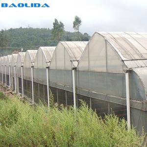 Quality Gothic Style Multispan High Tunnel Plastic Film Multi Span Greenhouse For Tomato Growing wholesale