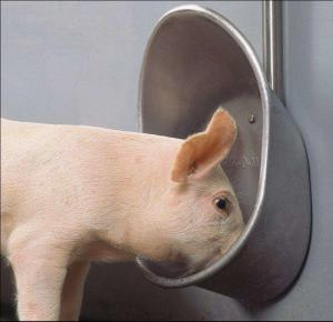 Quality Livestock Pig Automatic Waterer Bowl Stainless Steel Hog Water Bowl wholesale