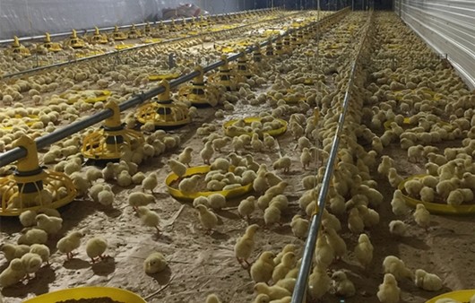 15 Broilers Aluminum Alloy Chicken Nipple Drinker System