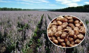 Quality Brown Appearance Natural Agricultural Products Perilla Seeds 2 - 3mm Size wholesale