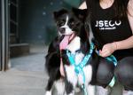 Fully Adjustable Dog Harness For Puppy