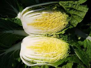 Quality Clean Large Baby Chinese Cabbage / Farm Raised Head Napa Cabbage wholesale