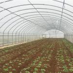 Single-Span Agricultural Greenhouses Solution for Growing Produce