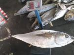 Tongzhonghe Seafrozen Whole Yellowfin Tuna 20kg up For Canned