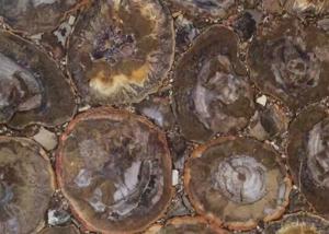Quality Dark Color Petrified Wood Slab , Natural Stone Slabs For Round Tabletop wholesale